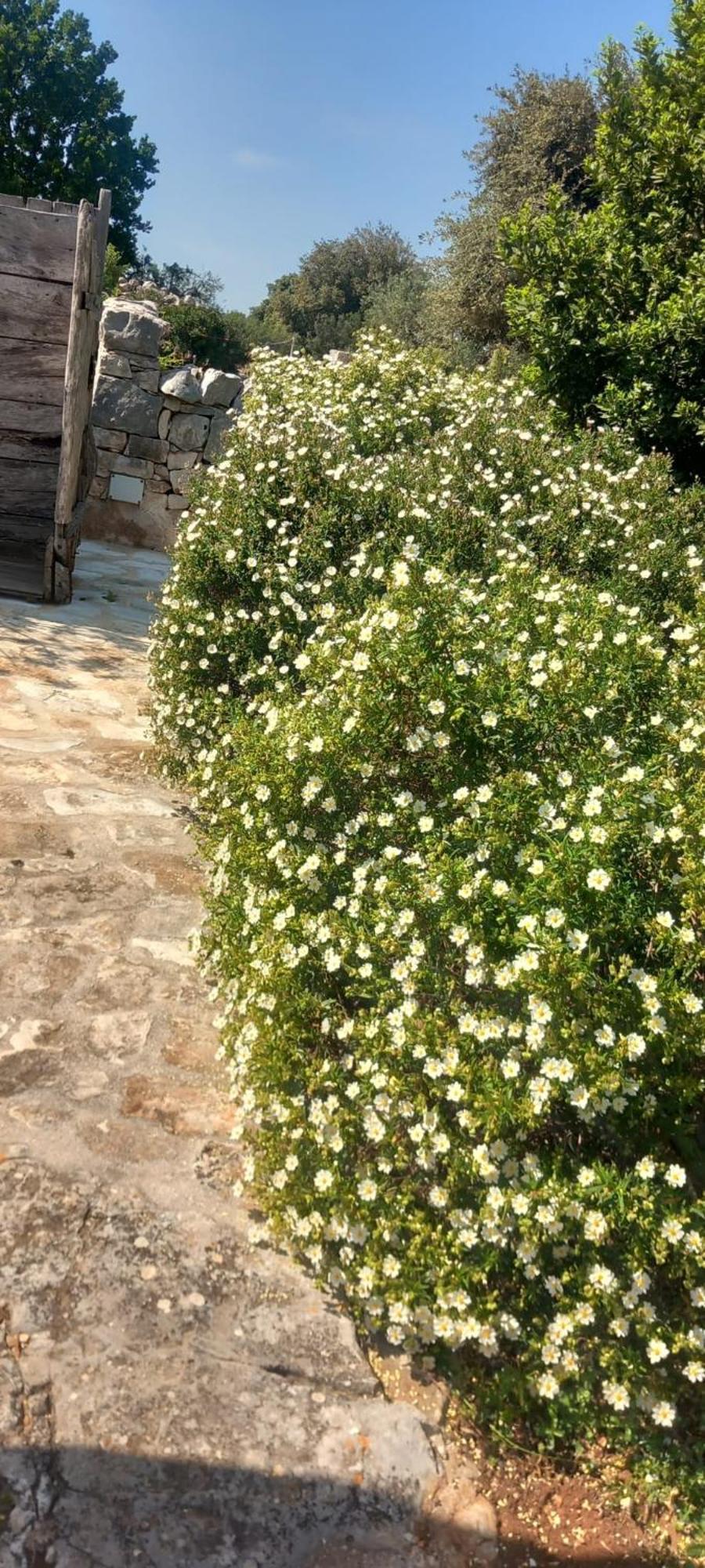 Trullo Gio Cisternino Exterior foto